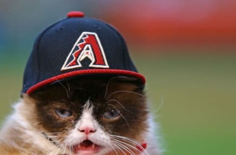 Apr 4, 2016; Phoenix, AZ, USA; Famous cat Grumpy Cat wears an Arizona Diamondbacks hat prior to the game against the Colorado Rockies during Opening Day at Chase Field. Mandatory Credit: Mark J. Rebilas-USA TODAY Sports