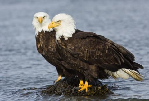 Two bald eagles sitting on a rock.