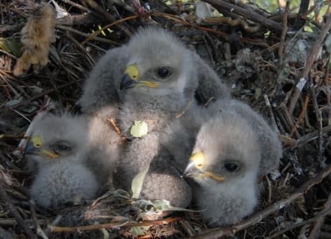 Eaglets in a nest.