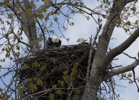 Two bald eagles in their large nest.