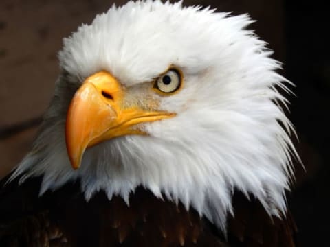 Close-up of a bald eagle's face.