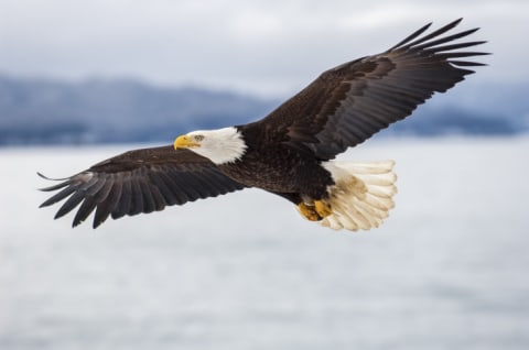 A bald eagle flies across the water.