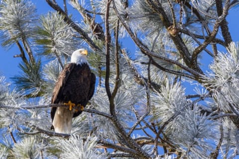 A bald eagle sits in a snowy tree.