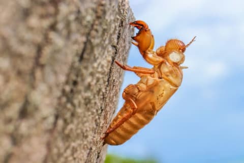 A cicada exoskeleton is stuck to a tree.