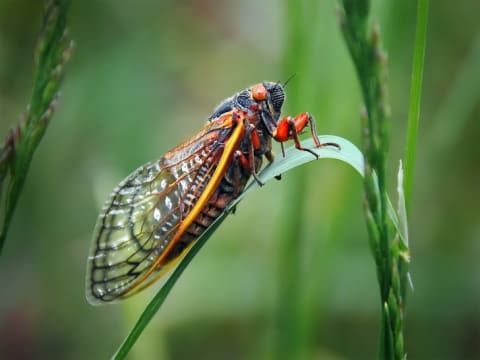 A cicada perches on a slender leaf.