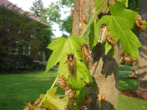 Cicadas hang on to the leaves of a tree.