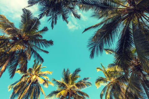 A view of palm trees from beneath the trees.