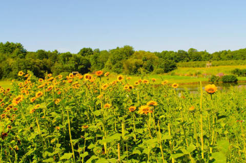 Sunflowers at Smolak Farms