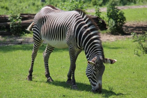 A zebra snacks on grass at the Detroit Zoo.