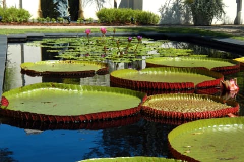 The Gardens boast impressively huge lily pads.