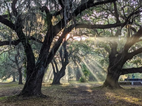 Sunny rays filter through the trees in City Park.