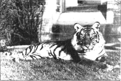 Fenella lounging on a lawn.