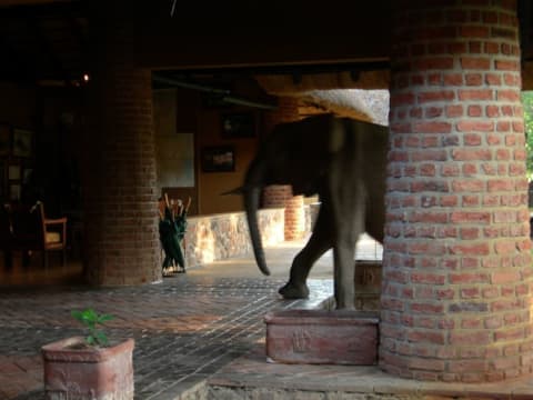 An elephant walks into the lobby of the Mfuwe Lodge in Zambia.