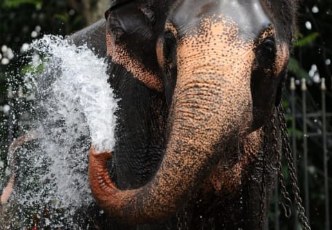 Elephant with water spewing out of its trunk.