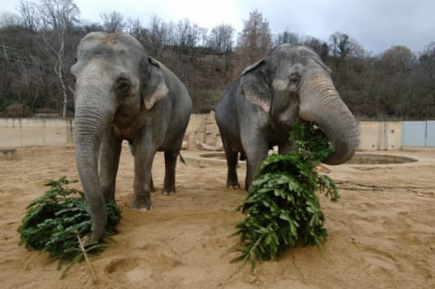 Two elephants snacking on pine trees.