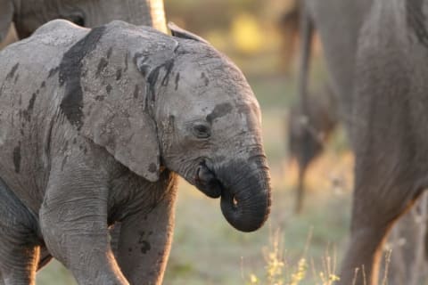 Baby elephant sucking its trunk.