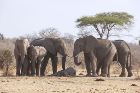 Elephants mourning the death of a baby elephant.