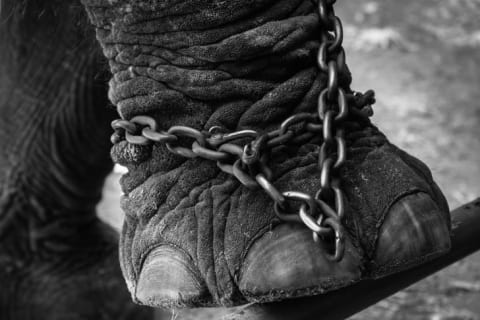 Elephant foot in chains.