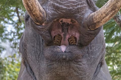 An elephant's open mouth.