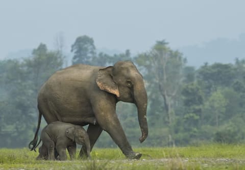 A mother and baby elephant taking a walk.