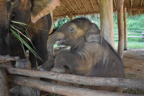 Baby elephant looks startled.