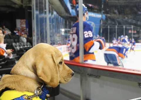 NEW YORK, NY – OCTOBER 06: “Radar” from the Guide Dog Foundation watches warm-ups prior to the game between the New York Islanders and the Nashville Predators at the Barclays Center on October 06, 2018 in the Brooklyn borough of New York City. (Photo by Bruce Bennett/Getty Images)