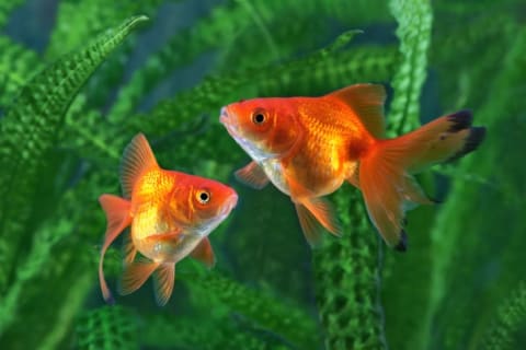 Goldfish next to green plants