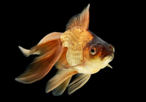 A veiltail goldfish.