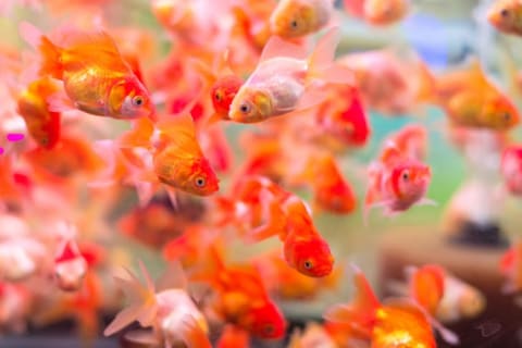 Lots of goldfish in a tank