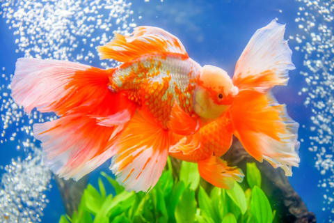 Colorful goldfish in a tank.