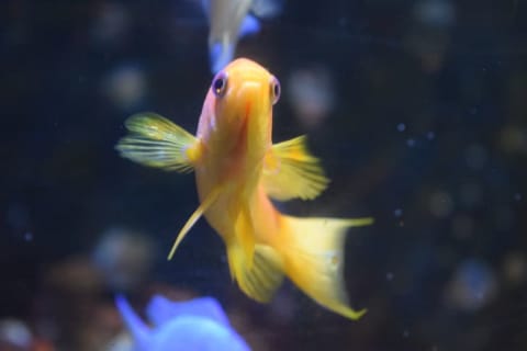 A yellow goldfish