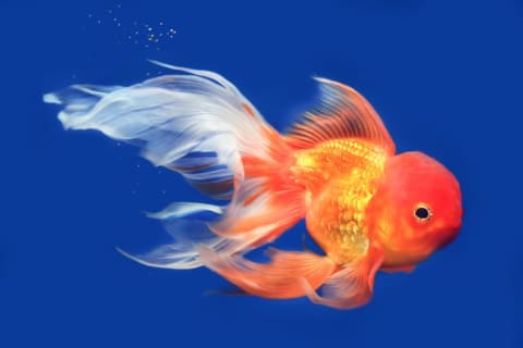 A lionhead goldfish.