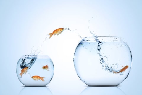 Goldfish jumping between glass bowls.