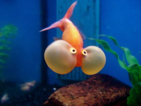 A bubble-eye goldfish.