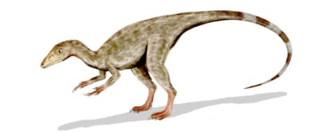 A feathered version of a Compsognathus.