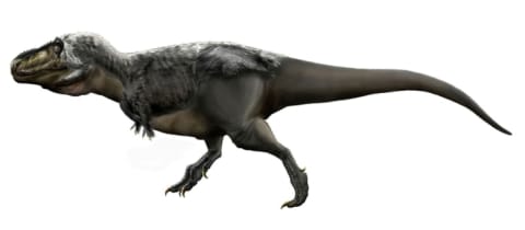 A feathered version of a T. Rex.