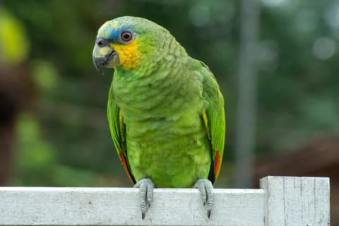 Who needs a watch dog when you need a watch parrot?