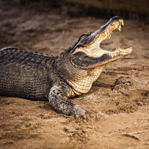 No one has a toothier mug shot than a gator.