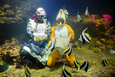 Two women feed candy to fish while dressed as Easter witches at the Aquaria Vattenmuseum in Stockholm, Sweden in 2016.