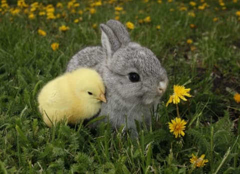 baby chick and bunny cuddling in a field