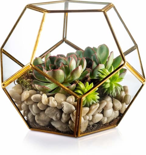 Glass terrarium on sale on Amazon.