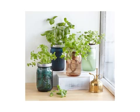 Mason jars with herbs growing out of them on a windowsill