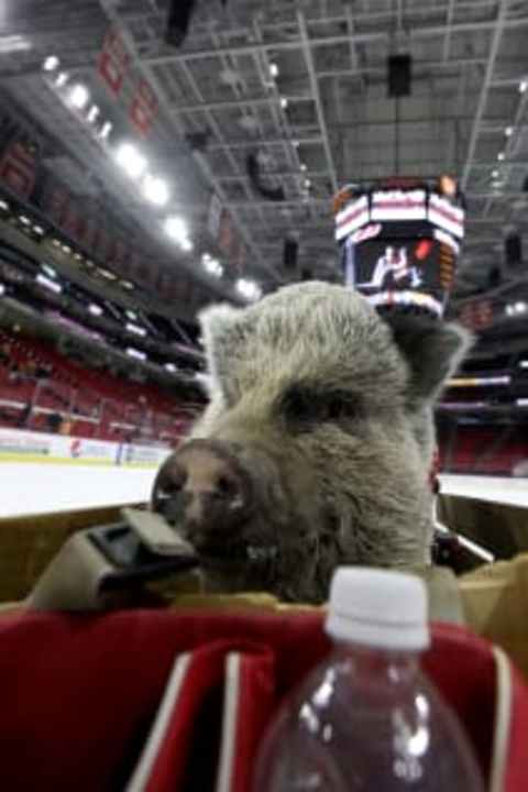 Hamilton The Pig Inside PNC Area. (Photo by Bruce Bennett/Getty Images)