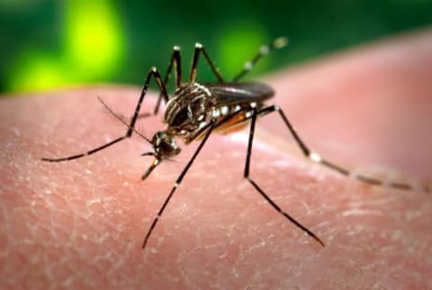 A yellow fever mosquito Aedes aegypti photographed in 2006.