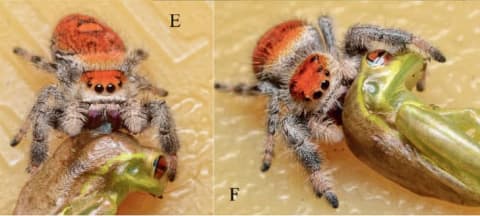 A female regal jumping spider goes to town on a Cuban frog.