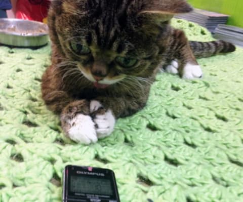 Lil Bub on her green blanket