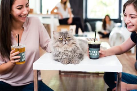 Washington, D.C. customers stroke a furry feline while enjoying coffee at Crumbs & Whiskers.