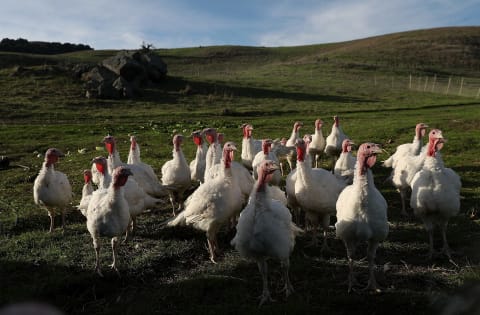 PETALUMA, CA – NOVEMBER 21: Broad Breasted White turkeys stand in their enclosure at Tara Firma Farms on November 21, 2017 in Petaluma, California. An estimated forty six million turkeys are cooked and eaten during Thanksgiving meals in the United States. (Photo by Justin Sullivan/Getty Images)