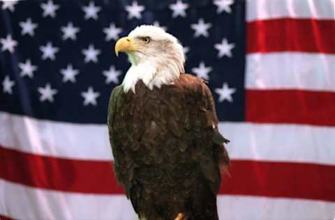 DORCHESTER, MA – NOVEMBER 21: At the Boston Pet Expo at the Bayside Expo Center, which runs through Sunday, a real bald eagle sits on a perch in front of an American Flag. (Photo by John Tlumacki/The Boston Globe via Getty Images)