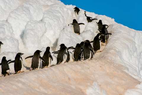 (Pygoscelis adeliae) walking from the colony over snow to the shore to go to feed at sea at Hope Bay, Antarctic Peninsula. (Photo by Wolfgang Kaehler/LightRocket via Getty Images)